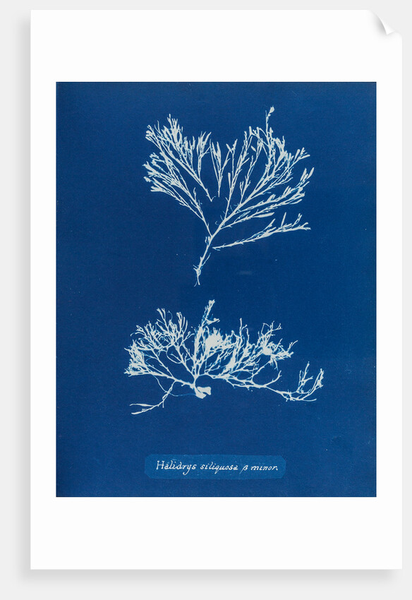 Sea oak by Anna Atkins