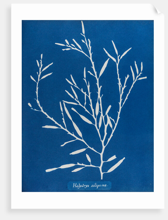 Sea oak by Anna Atkins