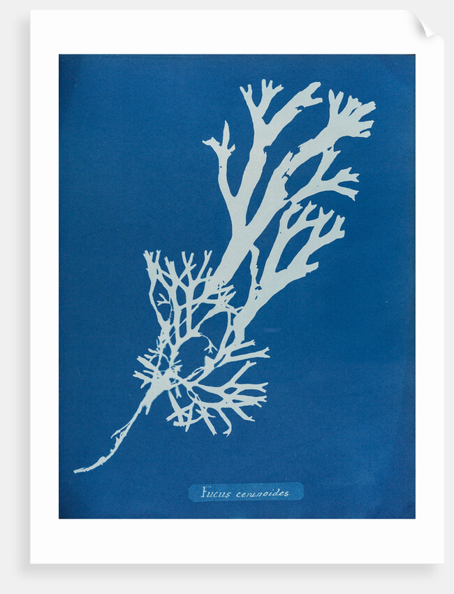 Horned wrack by Anna Atkins