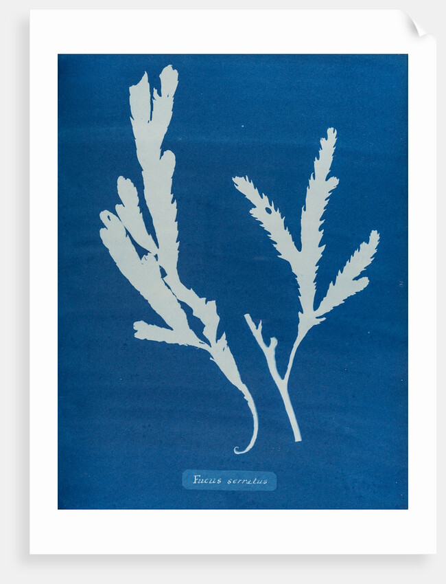 Toothed wrack by Anna Atkins
