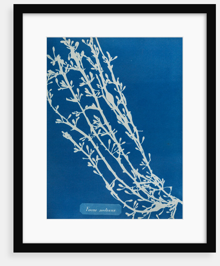 Fucus nodosus by Anna Atkins