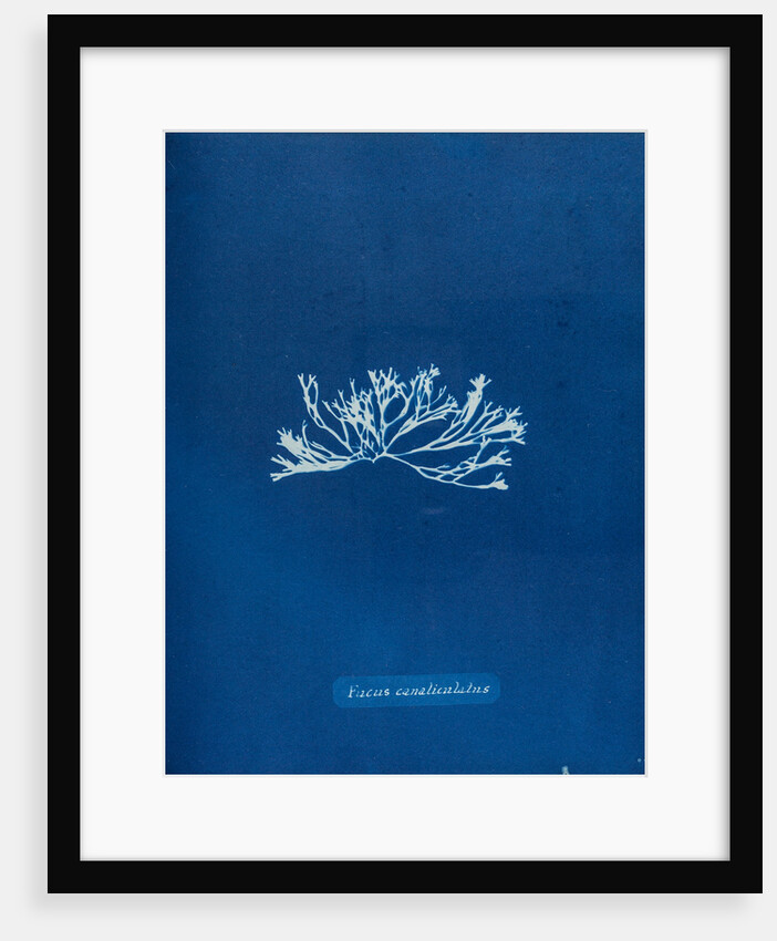 Fucus canaliculatus by Anna Atkins