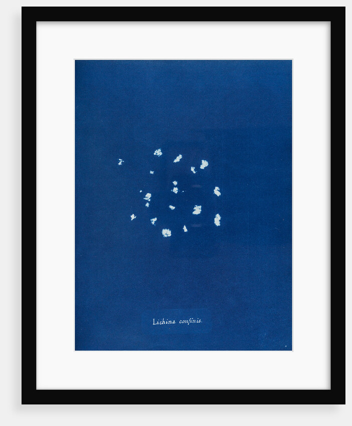 Black lichen by Anna Atkins