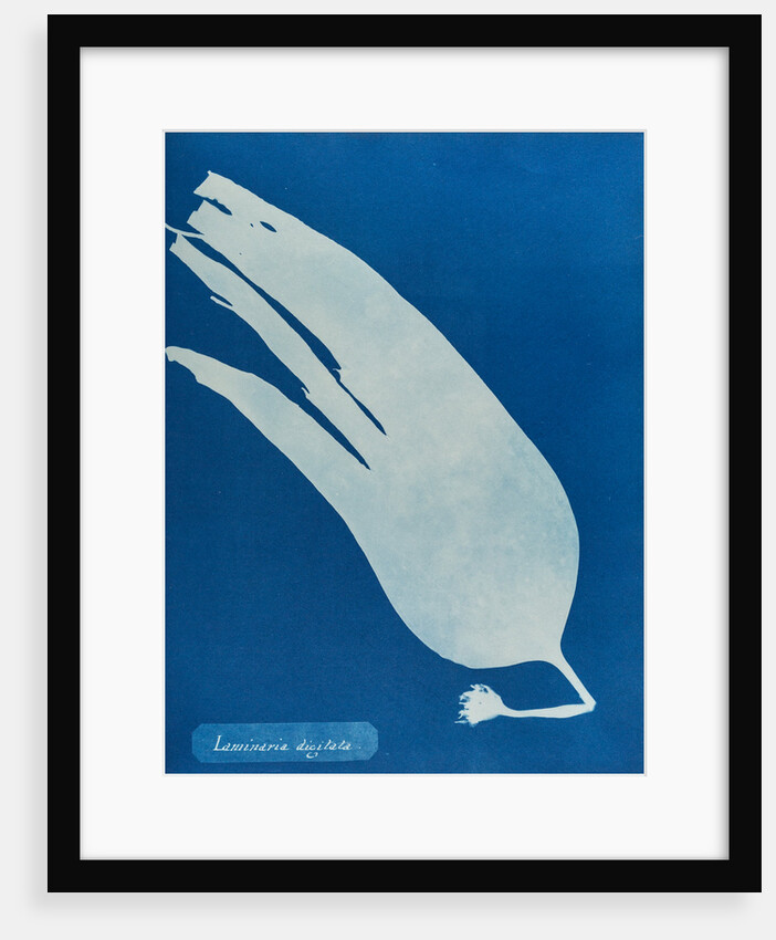 Oarweed by Anna Atkins