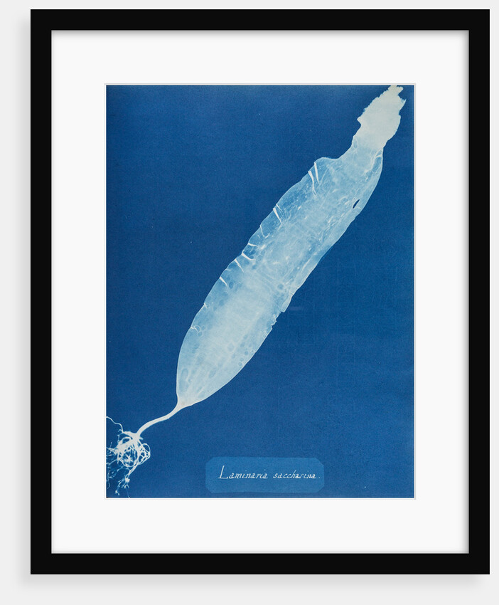 Sea belt by Anna Atkins