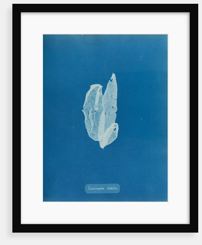 Laminaria debilis by Anna Atkins