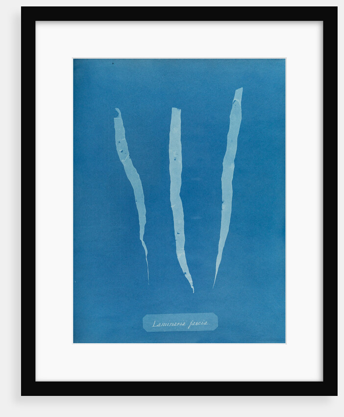 Laminaria fascia by Anna Atkins