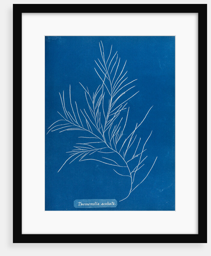 Sea sorrel by Anna Atkins