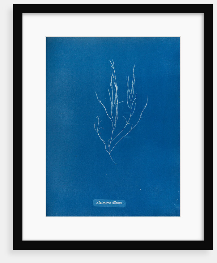 Elaionema villosum by Anna Atkins