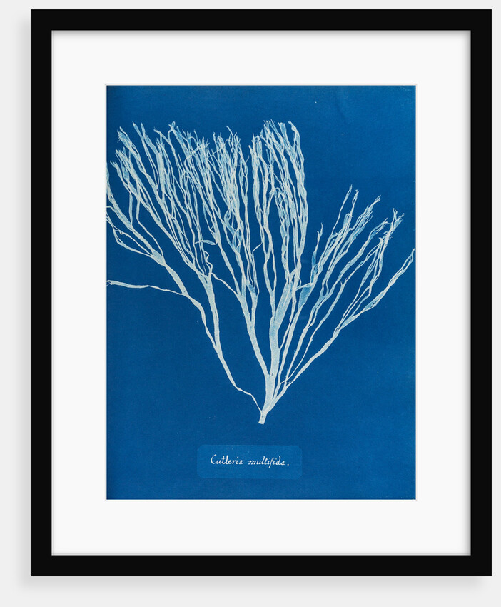 Cutleria multifida by Anna Atkins
