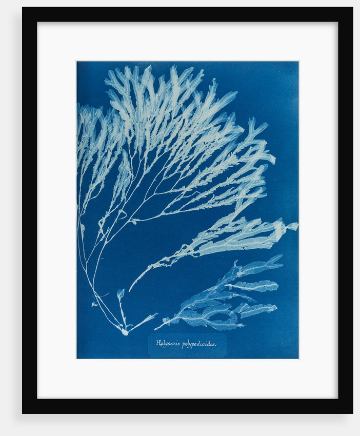 Halyseris polypodioides by Anna Atkins