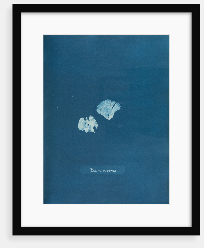 Peacocks tail by Anna Atkins