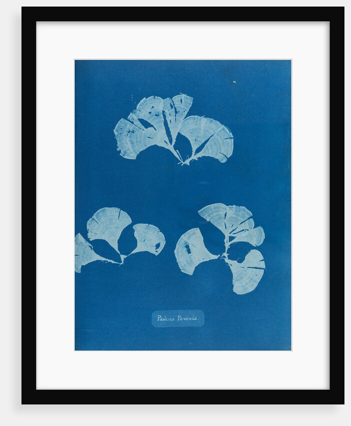 Peacocks tail by Anna Atkins