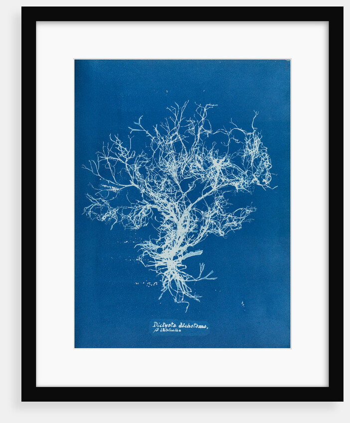 Dictyota dichotoma by Anna Atkins