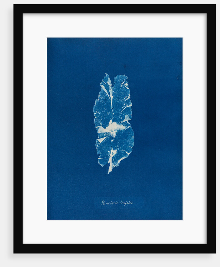 Punctaria latifolia by Anna Atkins