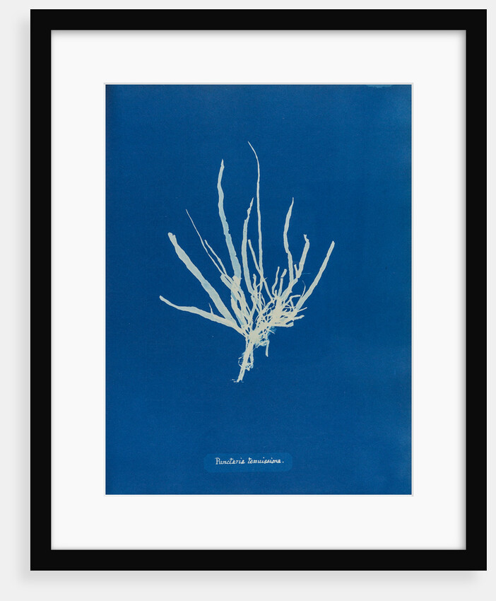 Punctaria tenuissima by Anna Atkins