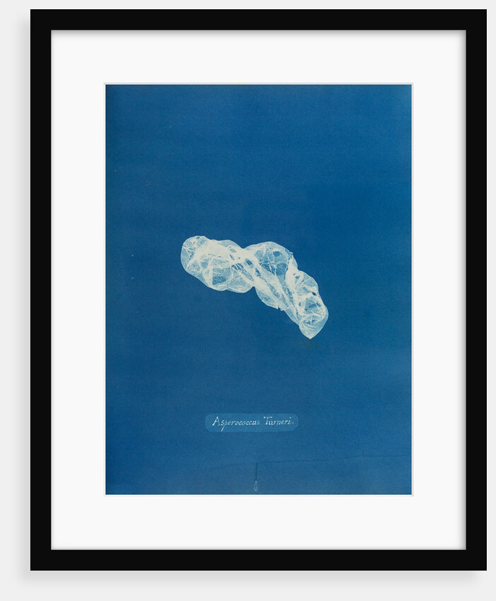 Asperococcus turneri by Anna Atkins