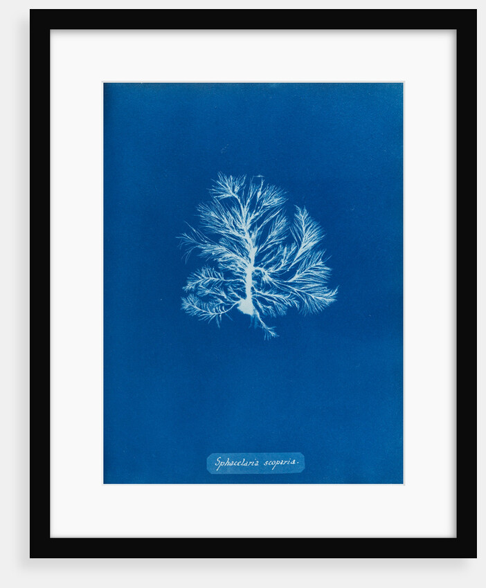 Sphacelaria scoparia by Anna Atkins