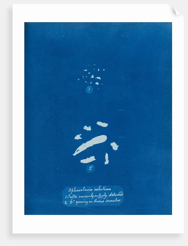 Sphacelaria velutina by Anna Atkins