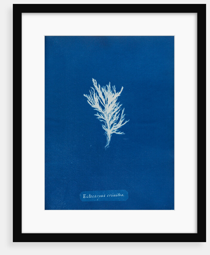 Ectocarpus crinitus by Anna Atkins