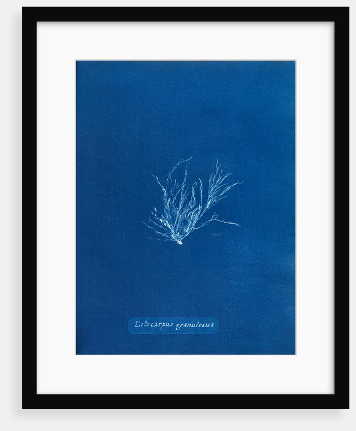 Ecrocarpus granulosus by Anna Atkins