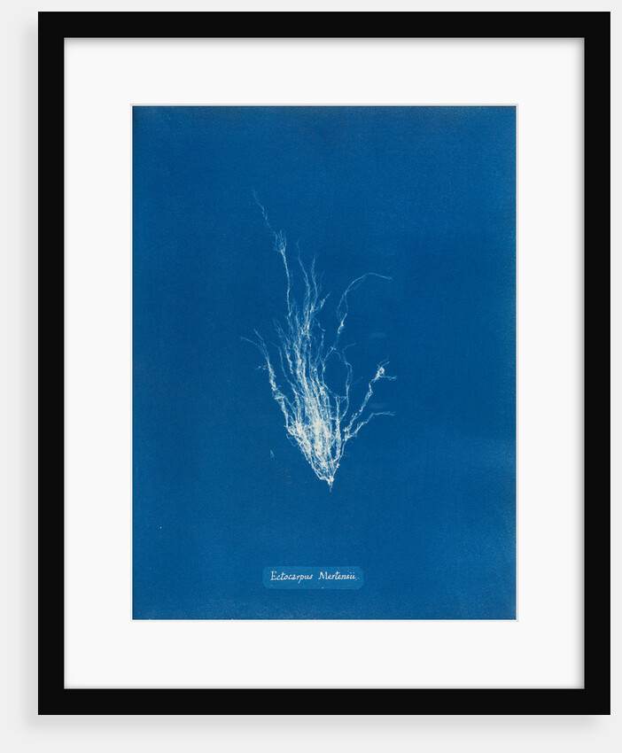 Ectocarpus mertensii by Anna Atkins