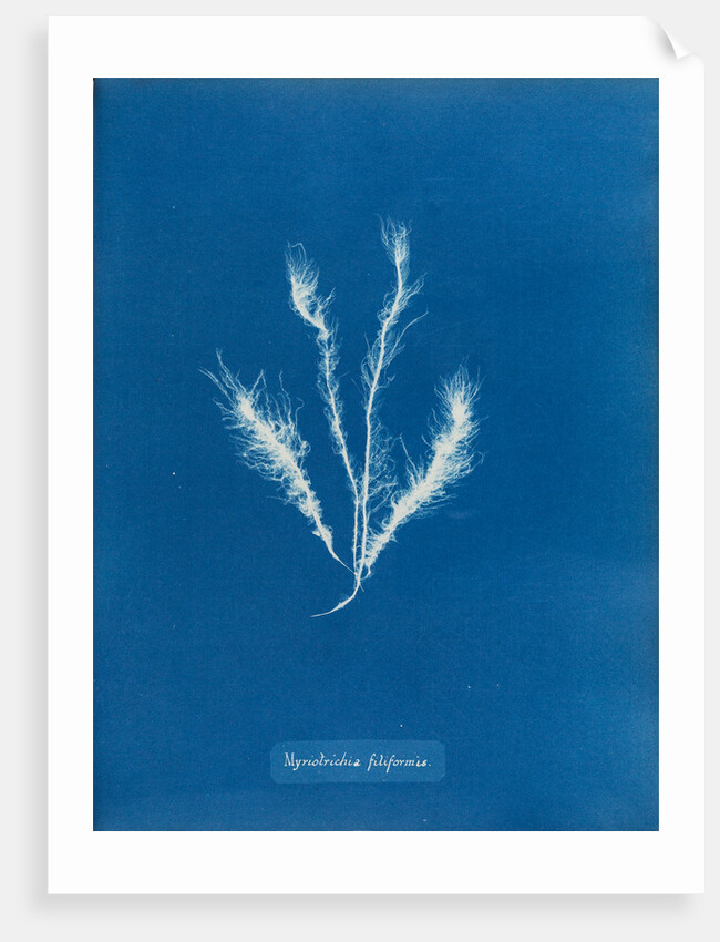 Myriotrichia filiformis by Anna Atkins