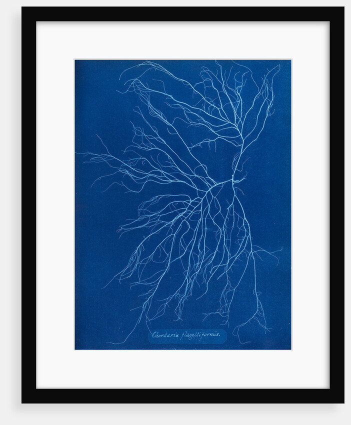 Slimy whip weed by Anna Atkins