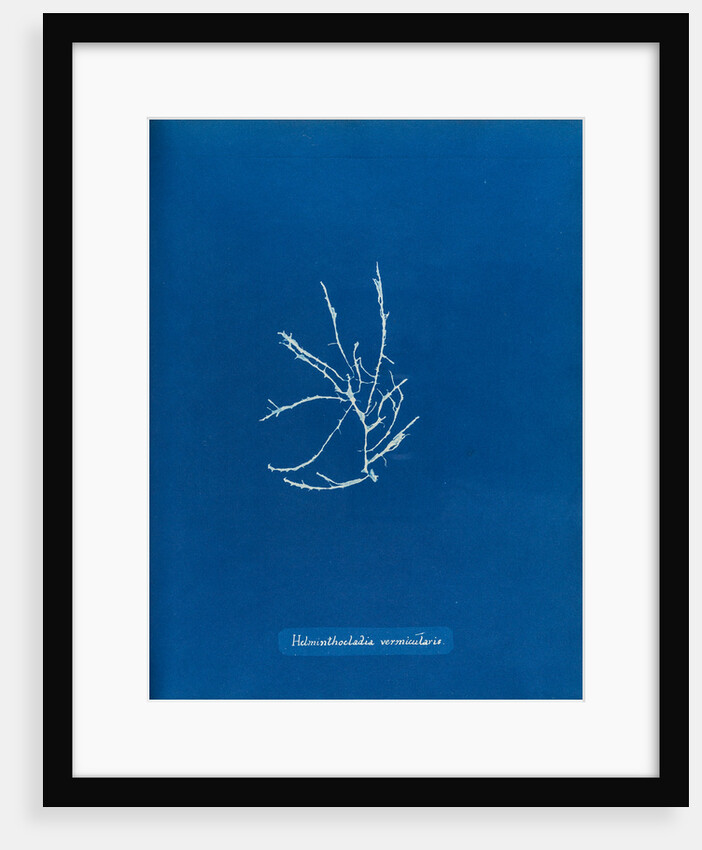 Helminthocladia vermicularis by Anna Atkins