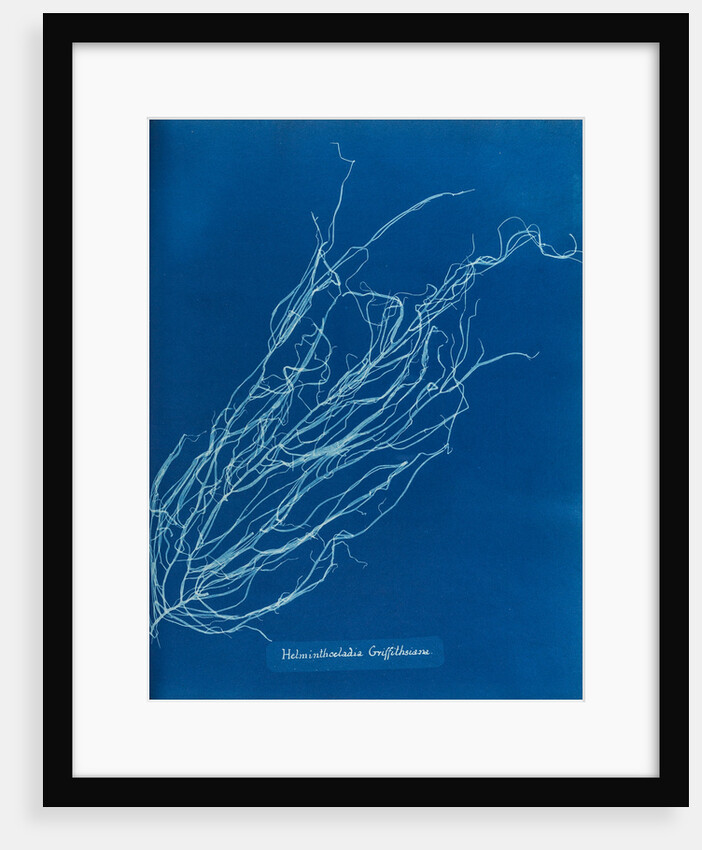 Helminthocladia griffithsiana by Anna Atkins