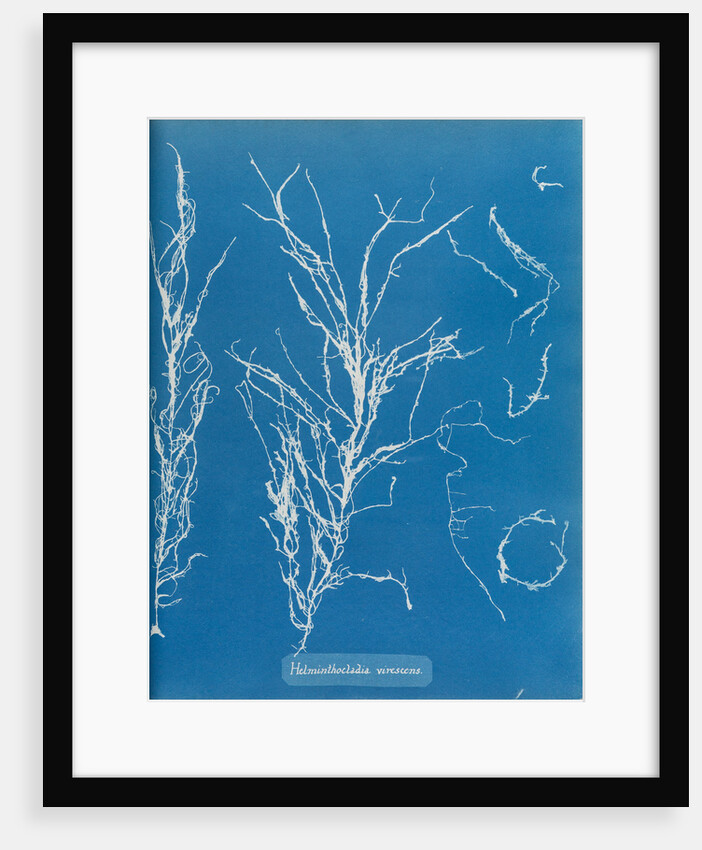 Helminthocladia virescens by Anna Atkins