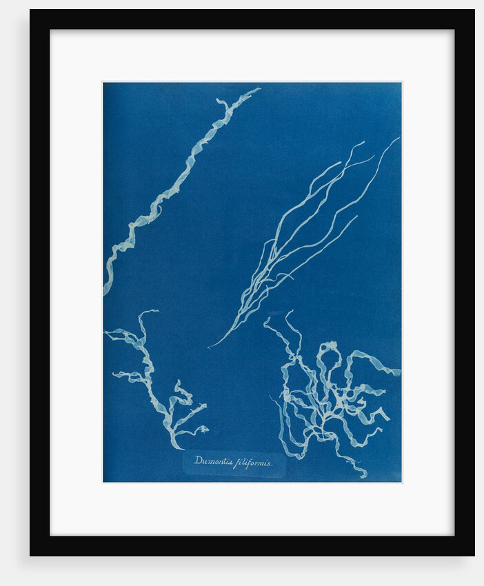 Dumont's tubular weed by Anna Atkins