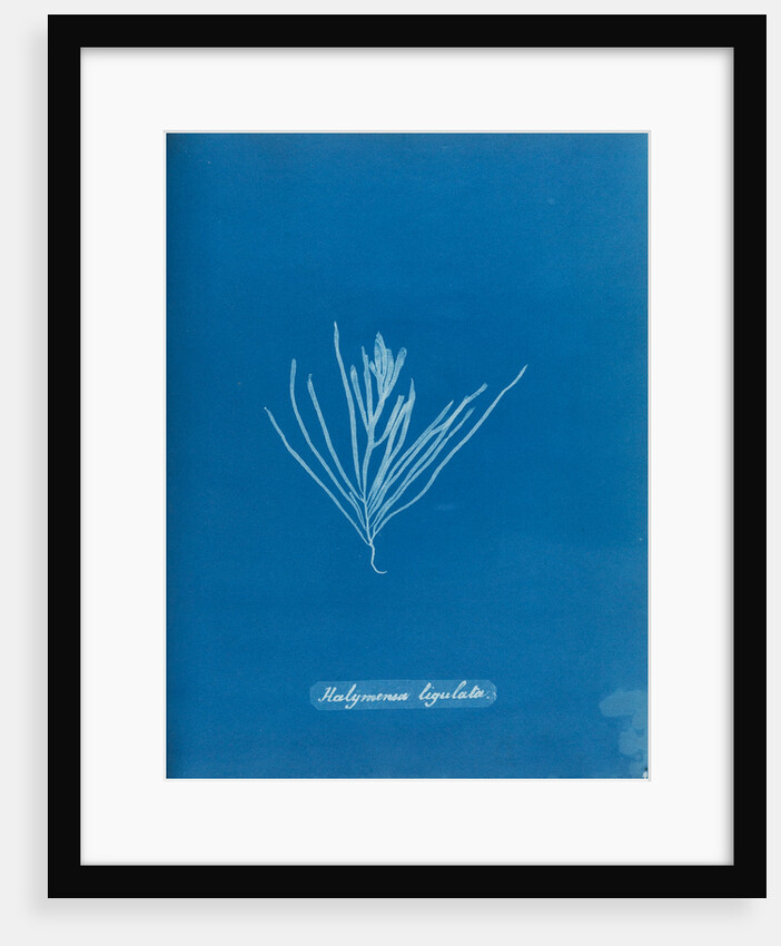 Sea spider weed by Anna Atkins