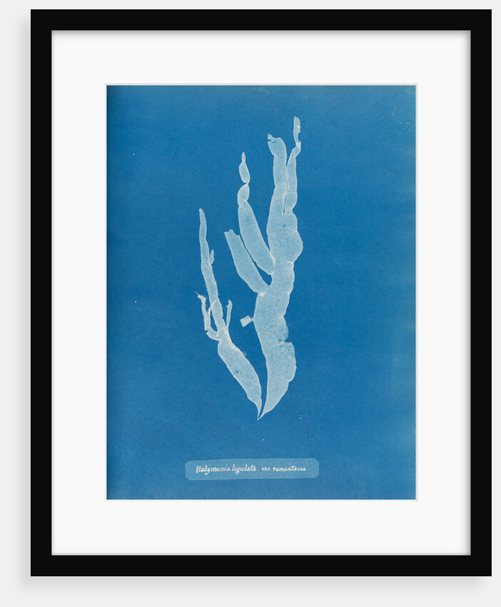 Sea spider weed by Anna Atkins