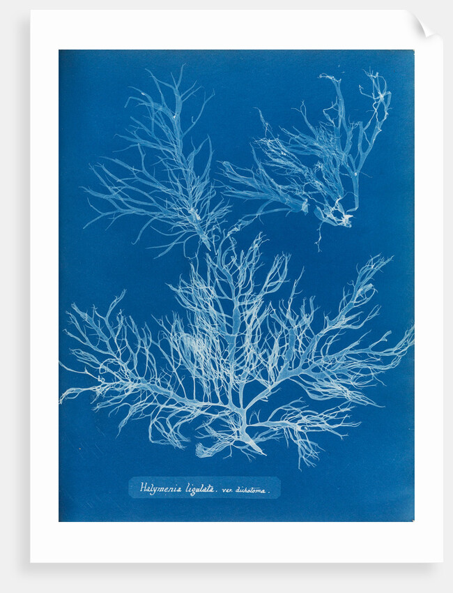 Sea spider weed by Anna Atkins