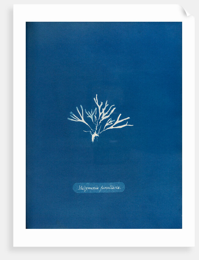 Halymenia furcellaria by Anna Atkins