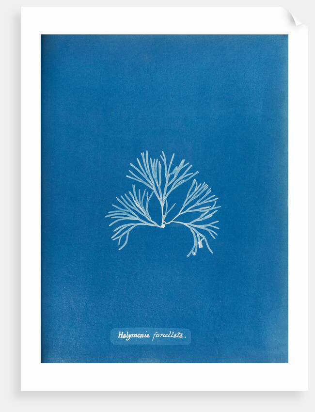Halymenia furcellata by Anna Atkins