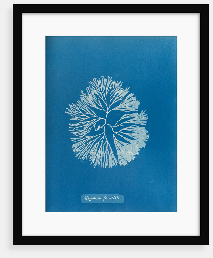 Halymenia furcellata by Anna Atkins
