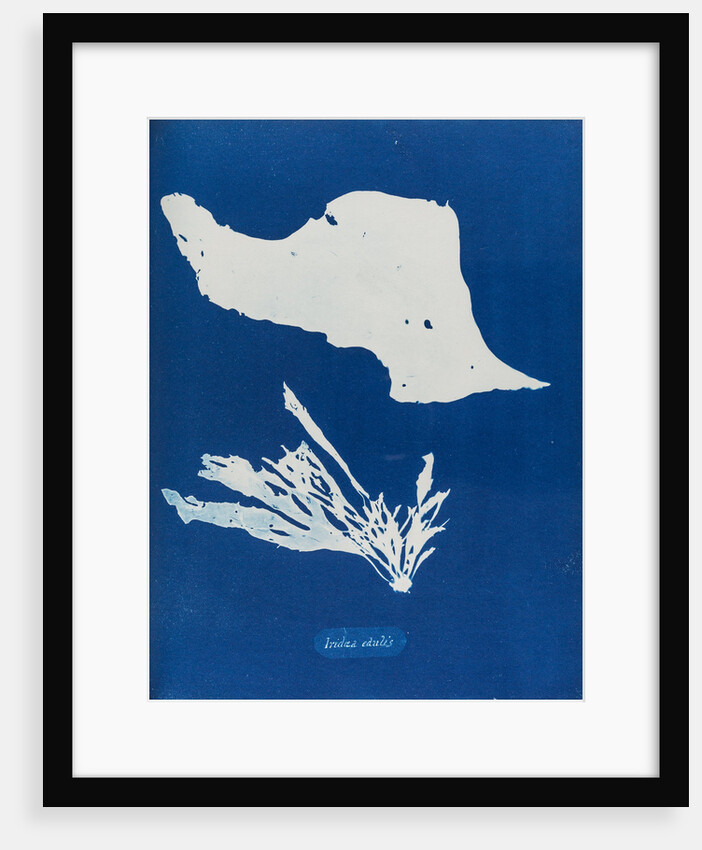 Iridea edulis by Anna Atkins