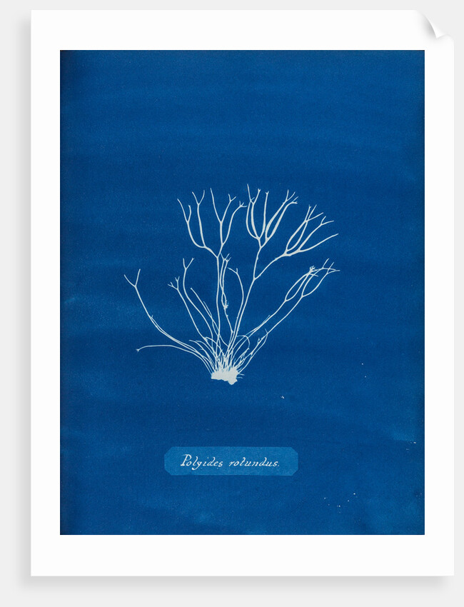 Dicoid forked weed by Anna Atkins