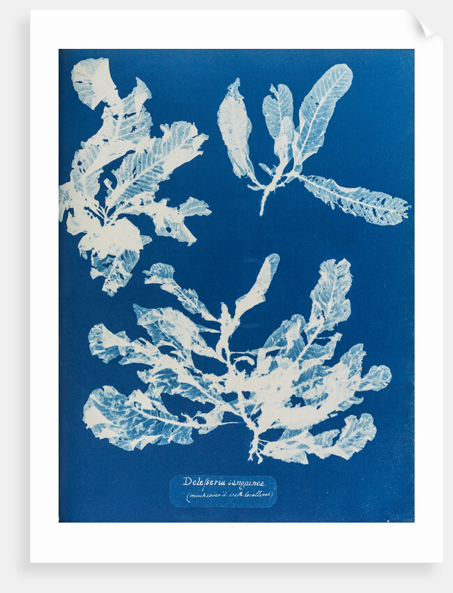 Sea beech by Anna Atkins