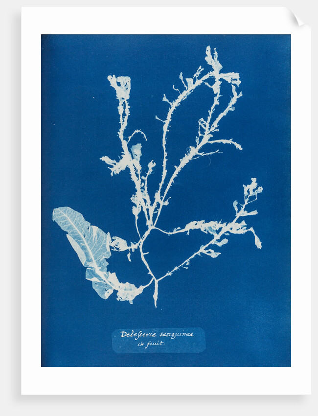 Sea beech by Anna Atkins