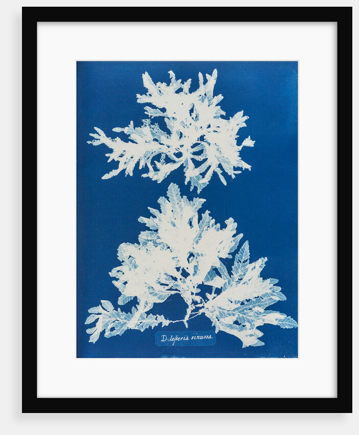 Delesseria sinuosa by Anna Atkins