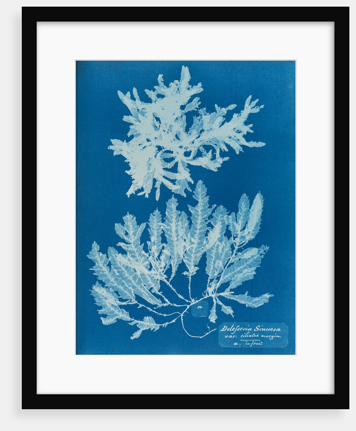 Delesseria sinuosa by Anna Atkins