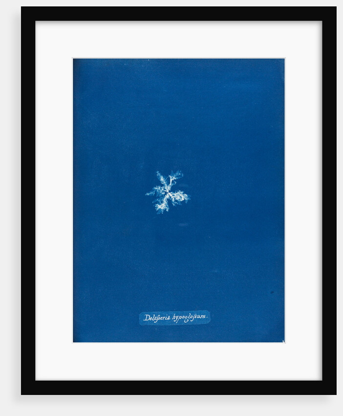 Delesseria hypoglossum by Anna Atkins