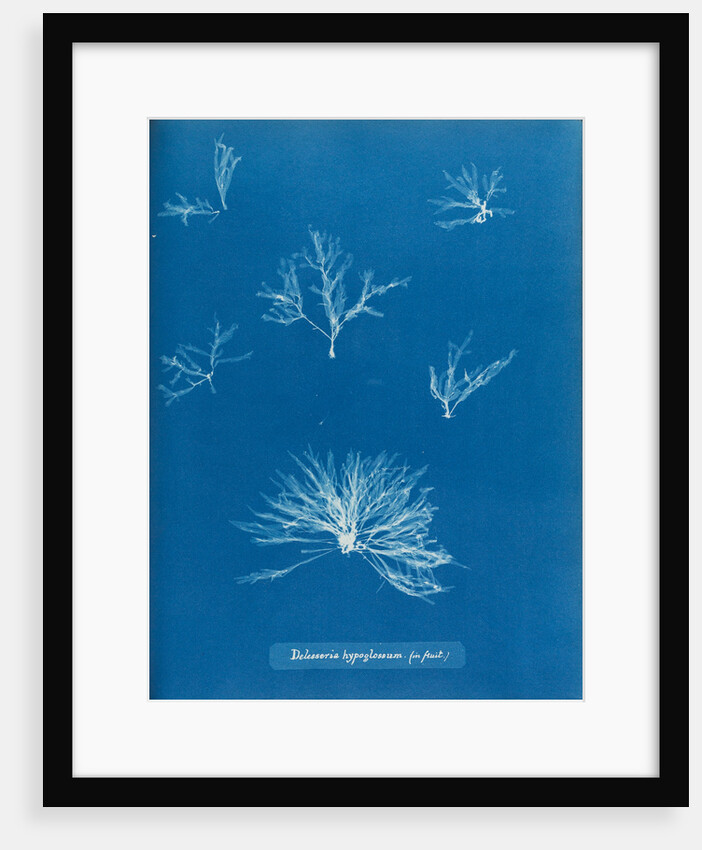 Delesseria hypoglossum in fruit by Anna Atkins