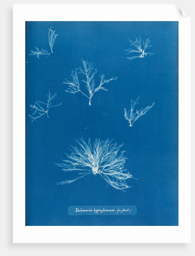 Delesseria hypoglossum in fruit by Anna Atkins