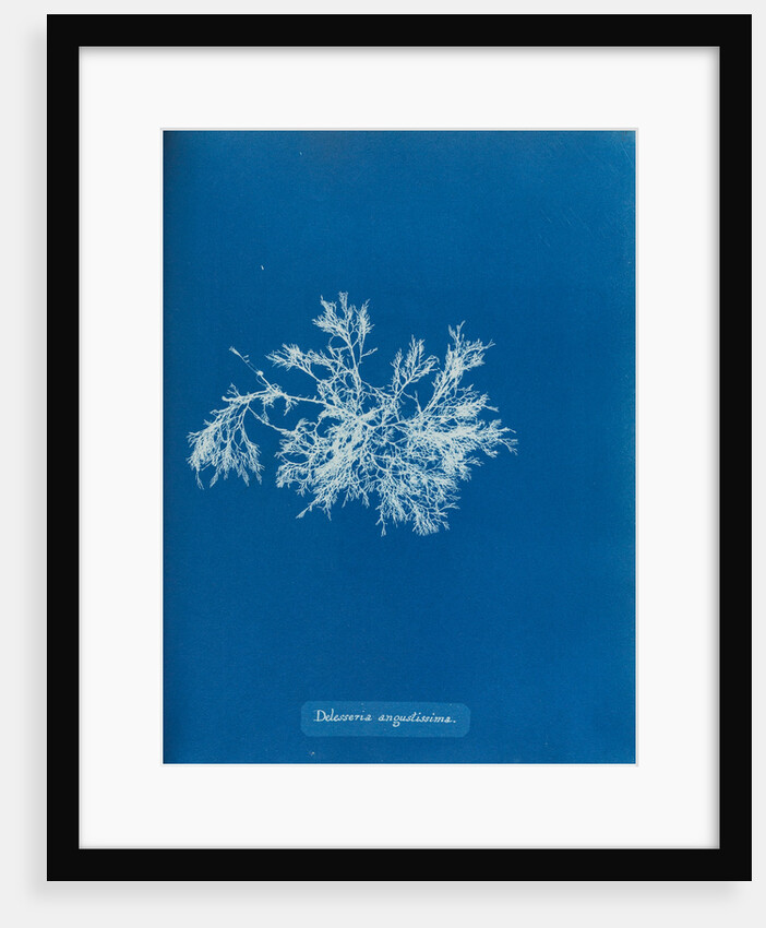 Delesseria angustissima by Anna Atkins