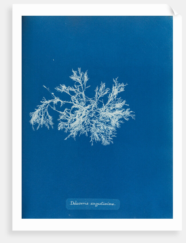 Delesseria angustissima by Anna Atkins