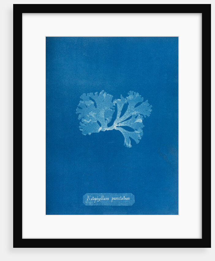 Spotted scarf weed by Anna Atkins